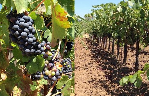 Private Wine Tasting Tour From Santa Ynez, Solvang or Buellton!