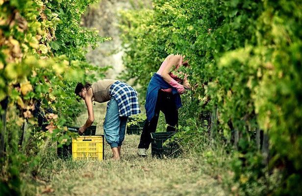 Full Day Small Group Pompeii Tour from Sorrento with Local Wine Tasting