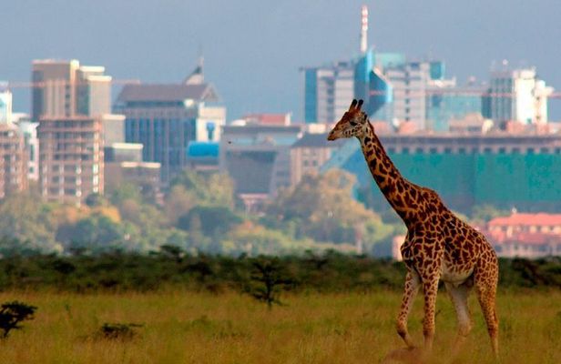 Afternoon half day mini safari to Nairobi National Park 