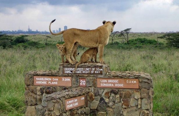 Nairobi National Park Half Day Tour