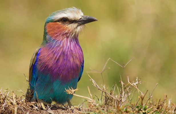 Arusha National Park Private Safari