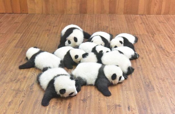 Private One Day Chengdu Panda Tour and Chengdu City visiting