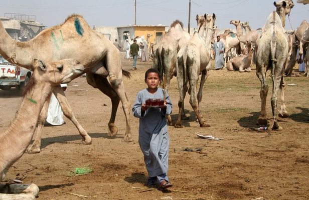 Unusual Tour To The Camel Market Of Birqash
