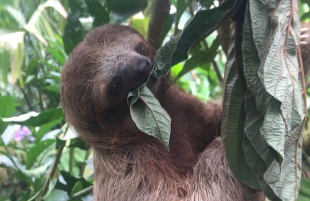 Sloths, Monkeys and Waterfall Experience