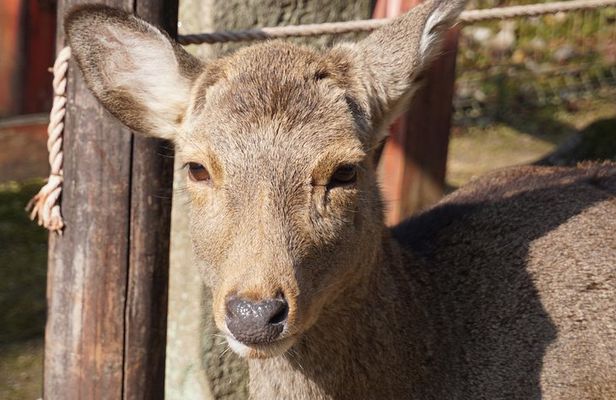 Nara Todaiji Lazy Bird Walking Tour