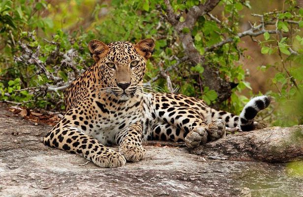 Day Excursion from Colombo to Yala Safari (Leopard Safari Tour)