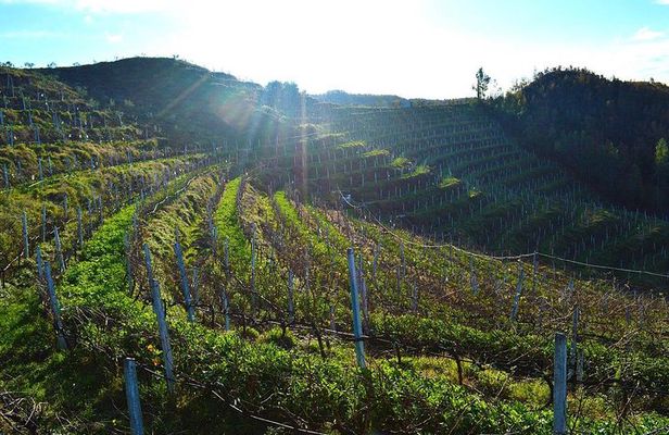 Durres & Wine Tasting Tour