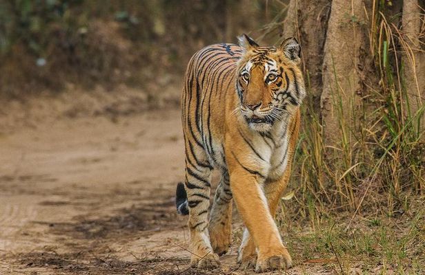 Private Tour to Sariska Tiger National Park by Car from Jaipur