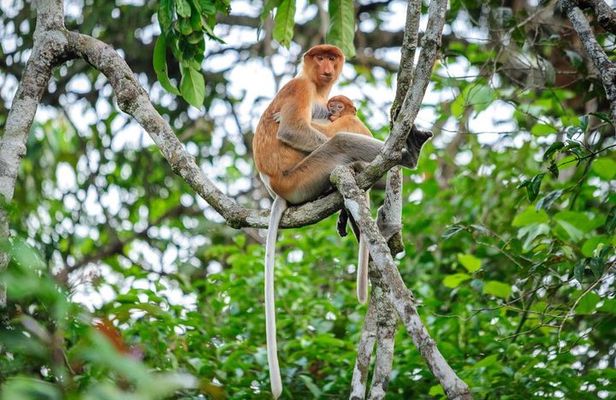 Kinabatangan River Cruise from Sandakan