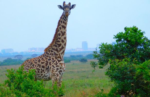 Nairobi National Park Safari Tour.