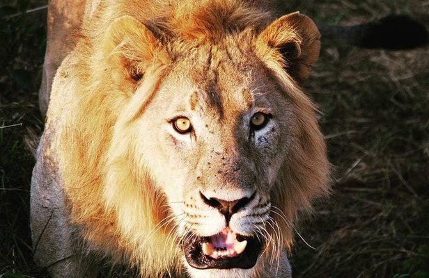 From Kigali: 12 Hour Custom Day trip for game Drive in Akagera NP
