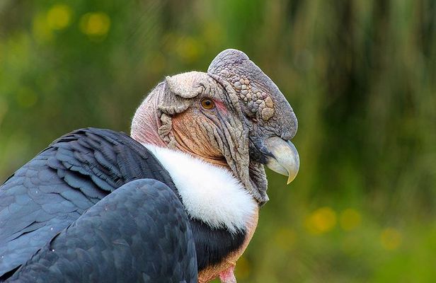 Antisana Volcano Birding & Natural History Condor Tour PRIVATE, all included