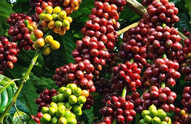 Amazing Coffee full-day tour in Buon Ma Thuot - Daklak