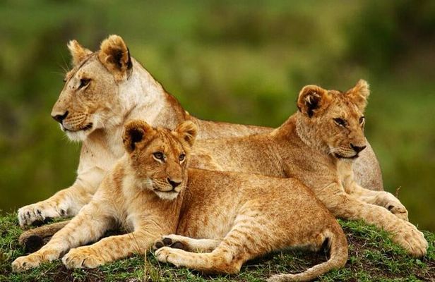 Nairobi National Park, Giraffe Center & Karen Blixen Museum 