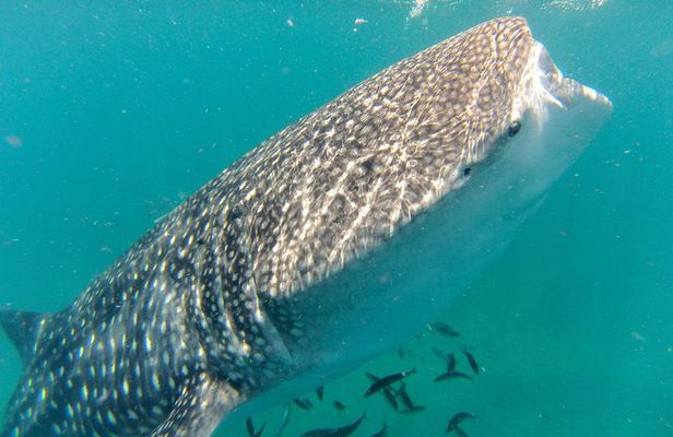 Whale Shark Swim Adventure in La Paz