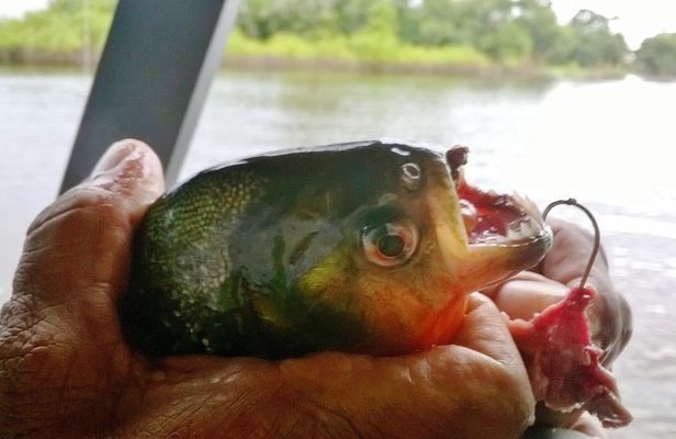 Amazon River Half Day Tour with Night Exploration by Boat
