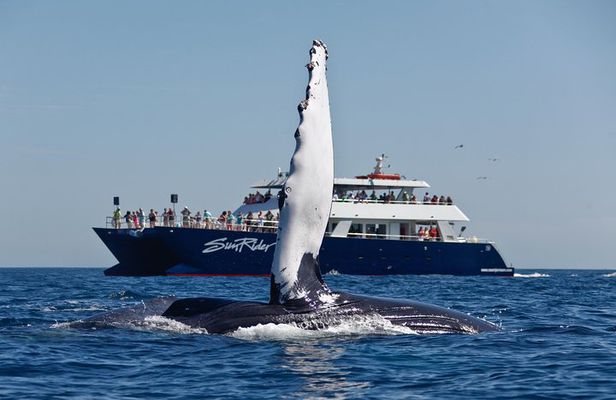 Whale Watching Lunch Cruise in Cabo San Lucas