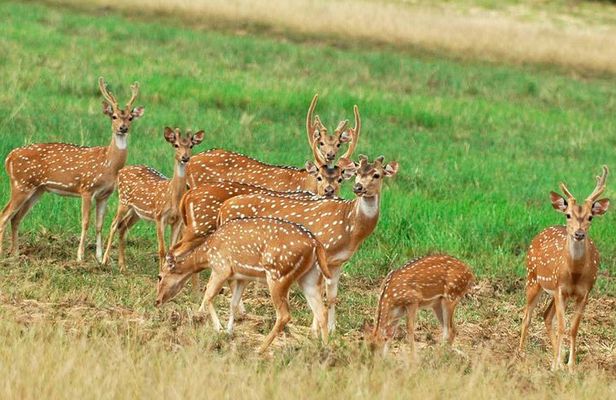 Minneriya national park safari with jeep From Colombo