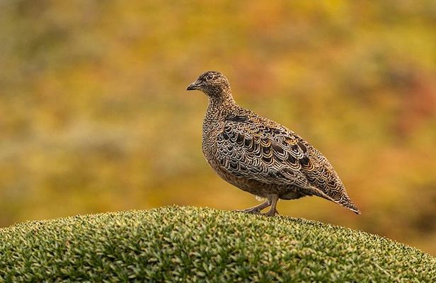 Papallacta Pass - Cayambe Coca National Park & Guango Cloud Forest Reserve