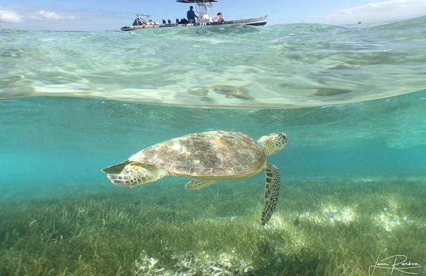 Water Taxi Signal Island Turtle Tour for cruisers