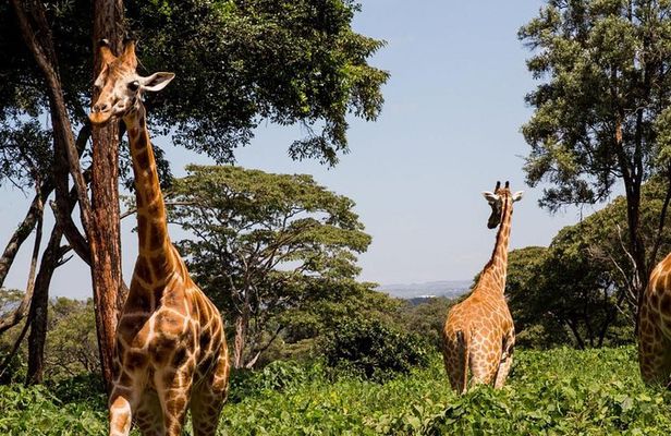 Day Tour Nairobi Museum, Giraffe Centre & Nairobi National Park