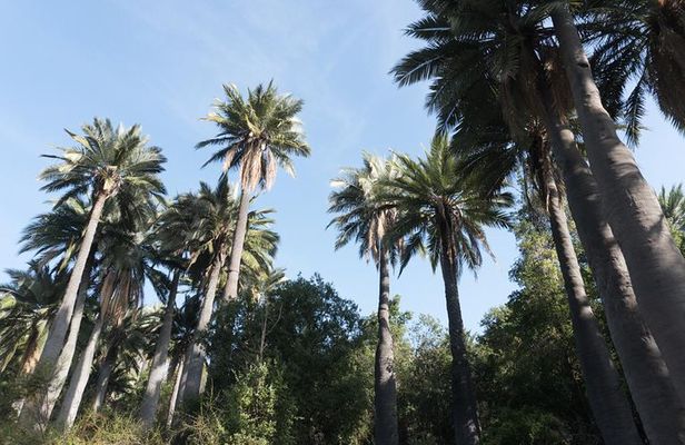 Explore the Coastal Mountains - Private Day Trip from Santiago