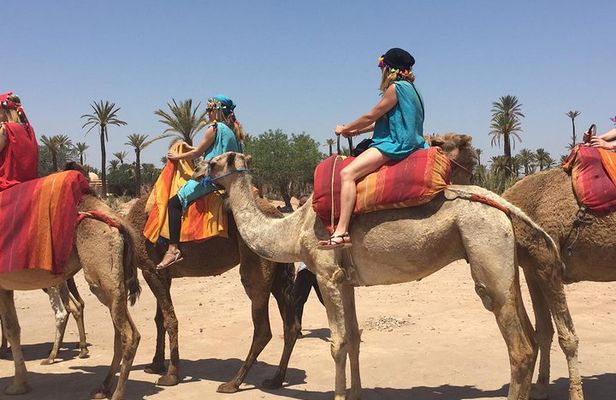camel ride in Marrakech palm grove
