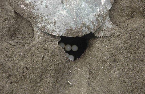 Night Turtle Nesting Tour from Tamarindo