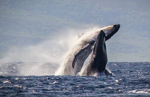Whale Watching Cruise with Open Bar from Ka'anapali Beach