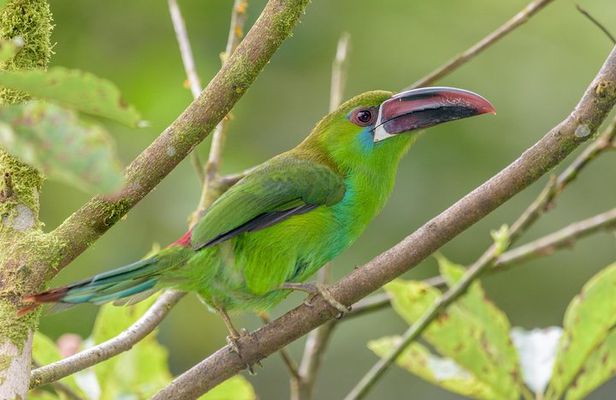 Birdwatching day at Chicaque Cloud Forest.