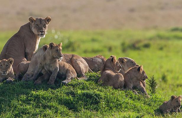 Kenya and Tanzania 9 days safari