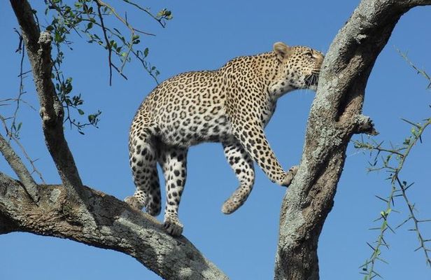 2 Day Tanzania Luxury Safari