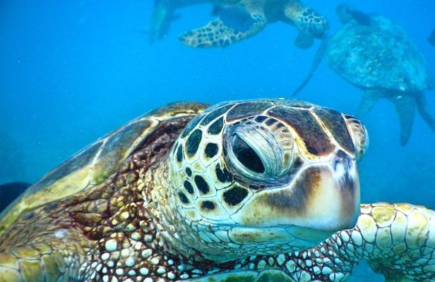 2.5 Hour Xpress Snorkel from Ka’anapali Beach