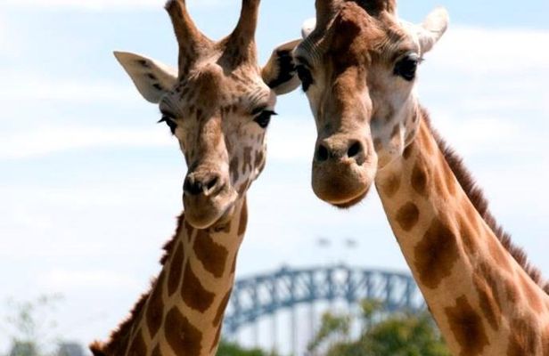 Sydney Harbour Ferry with Taronga Zoo Entry Ticket