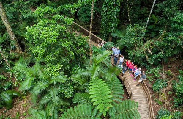Daintree Rainforest and Cape Tribulation Full Day Tour