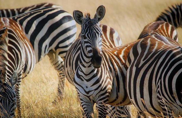 Early Morning Group Joining Game Drive In Nairobi National Park