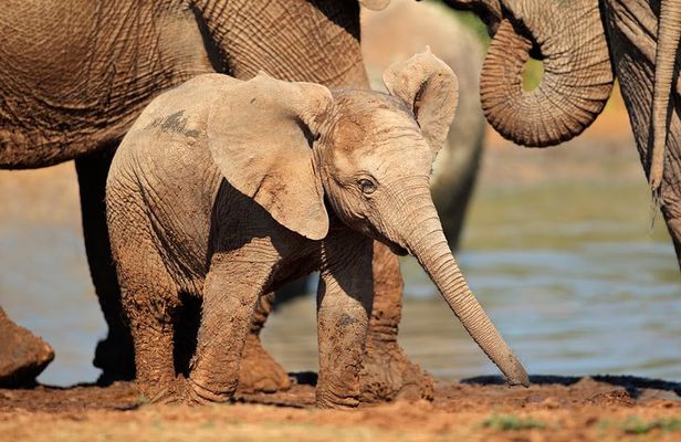 Addo Elephant Park All-Inclusive Day Safari from Port Elizabeth