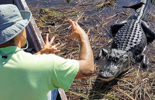 Air boat Ride and Nature Walk in Everglades National Park