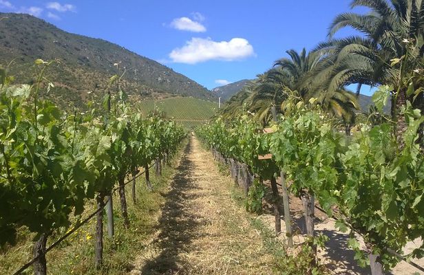 Full day private wine tour casablanca valley from Santiago