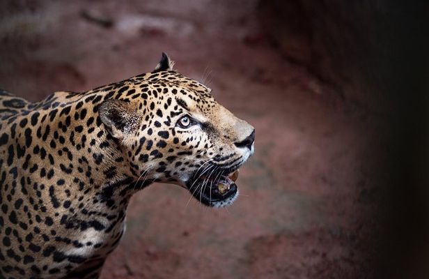 Skip the Line:Day Ticket-La Paz Waterfall Gardens Nature Park & Wildlife Refuge