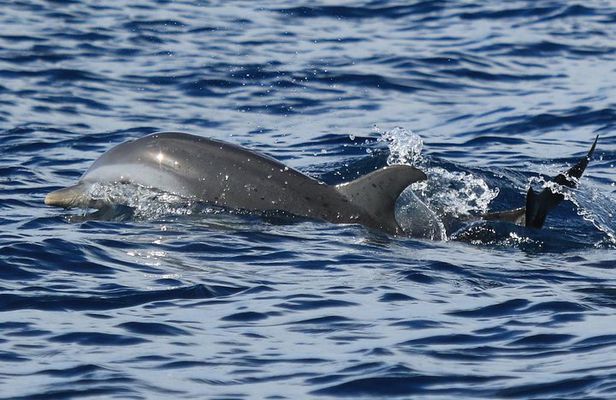 Dolphin's Watching Martinique
