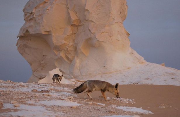Black and White Desert and Bahariya Oasis Tour 2 Days 1 Night