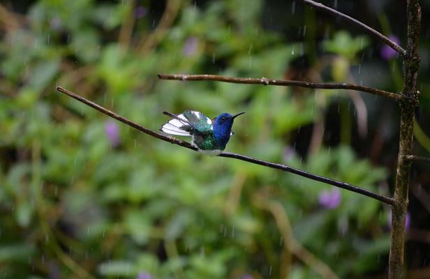 Trinidad Nature and Asa Wright Center Full-Day Tour from Port of Spain