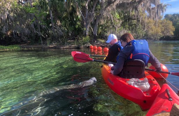 Orlando Manatee Encounters