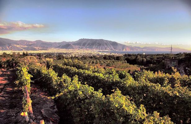 Wine Tasting - Tour and Tasting in Vesuvius Winemaker