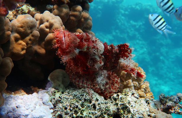Snorkeling trip in Red Sea