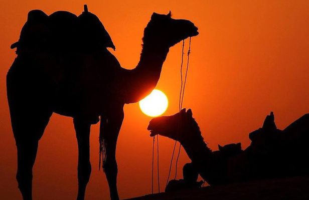 Best Sunset Camel Ride with tea break in the Palm Grove of Marrakech
