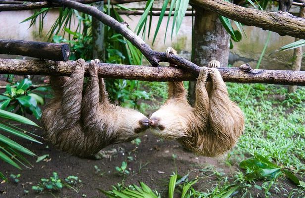Sloths & Limón Highlights: Wildlife & Culture Tour
