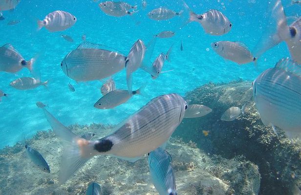 Villasimius and Solanas Beaches Day Trip from Cagliari with van