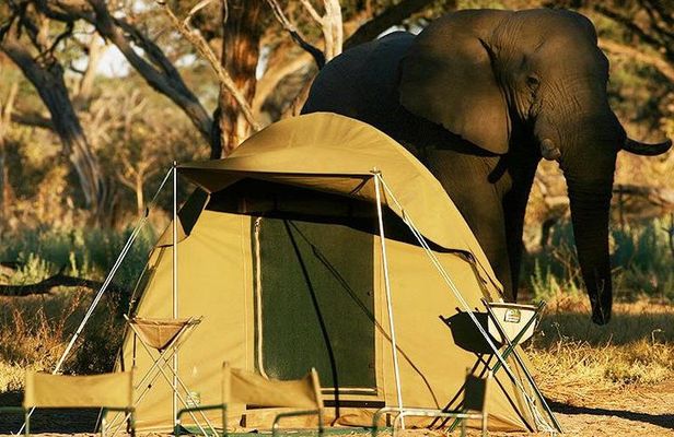 Chobe Camping 1day & 1night